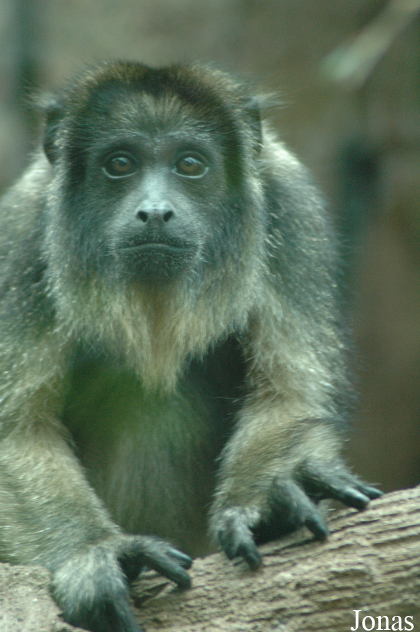 Alouatta caraya