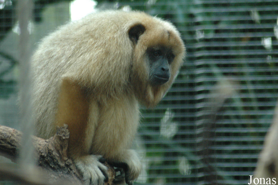 Alouatta caraya