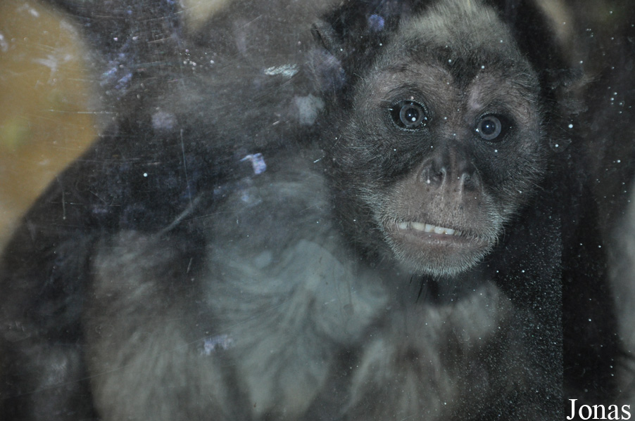 Ateles hybridus