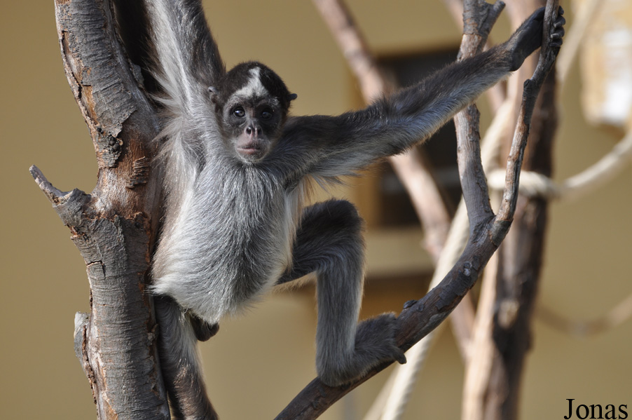 Ateles hybridus