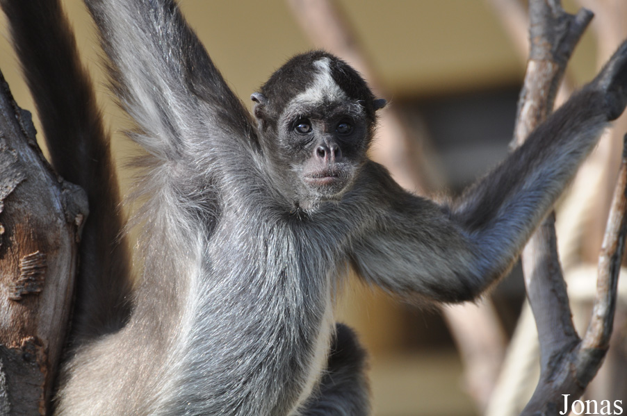 Ateles hybridus