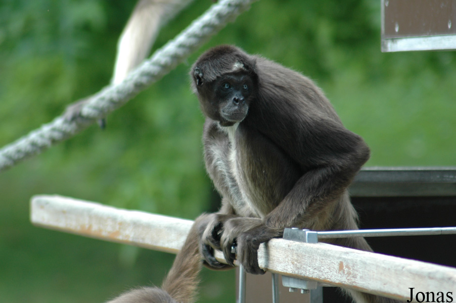 Ateles hybridus
