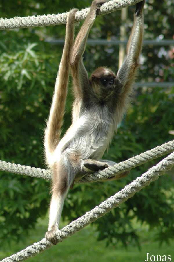 Ateles hybridus
