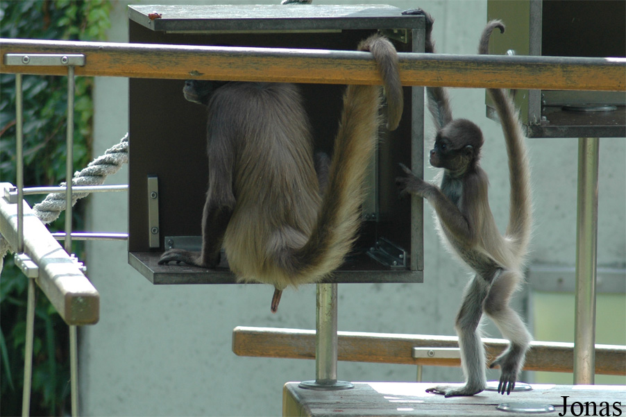 Ateles hybridus