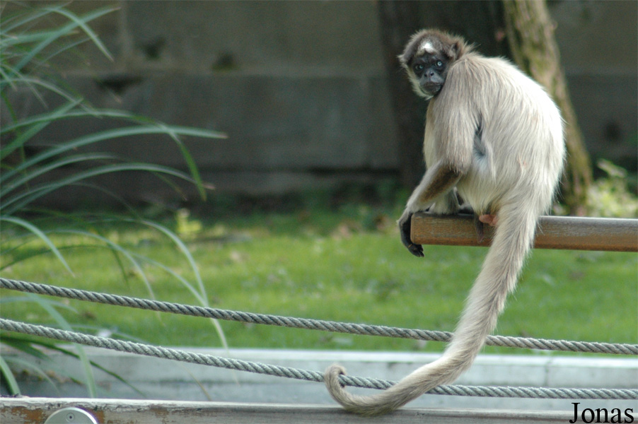 Ateles hybridus