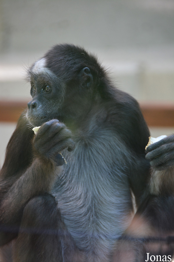 Ateles hybridus