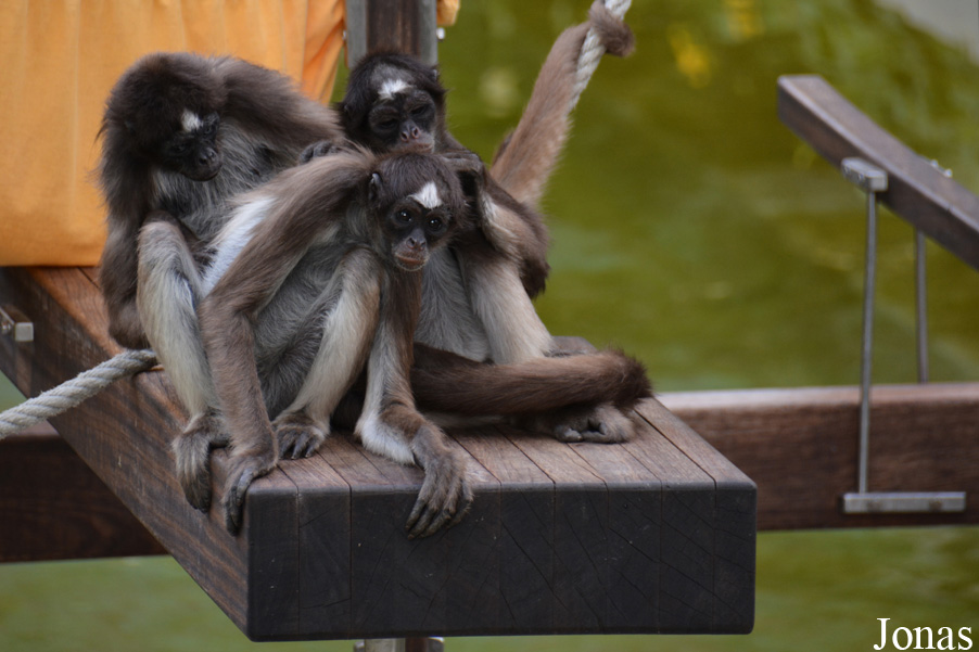 Ateles hybridus