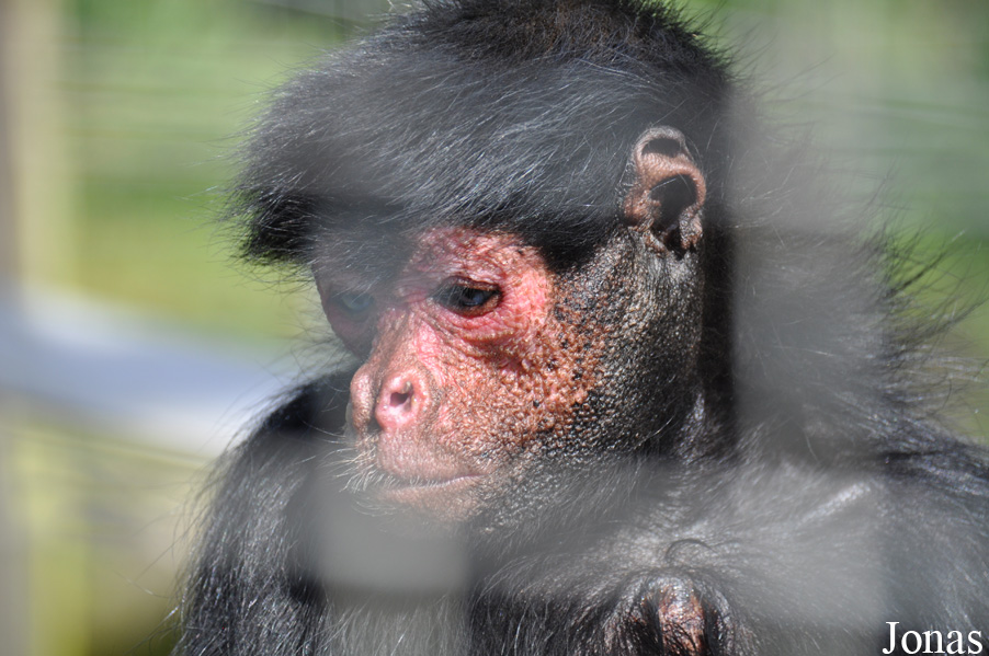 Ateles paniscus