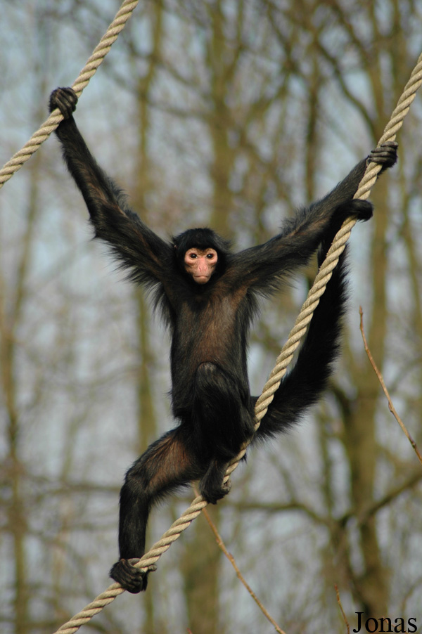 Ateles paniscus