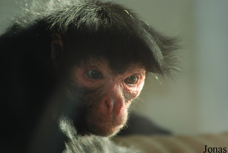 Ateles paniscus