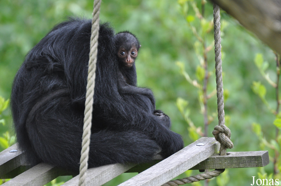 Ateles paniscus