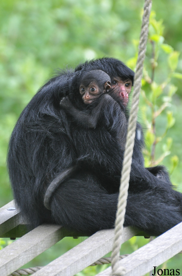 Ateles paniscus