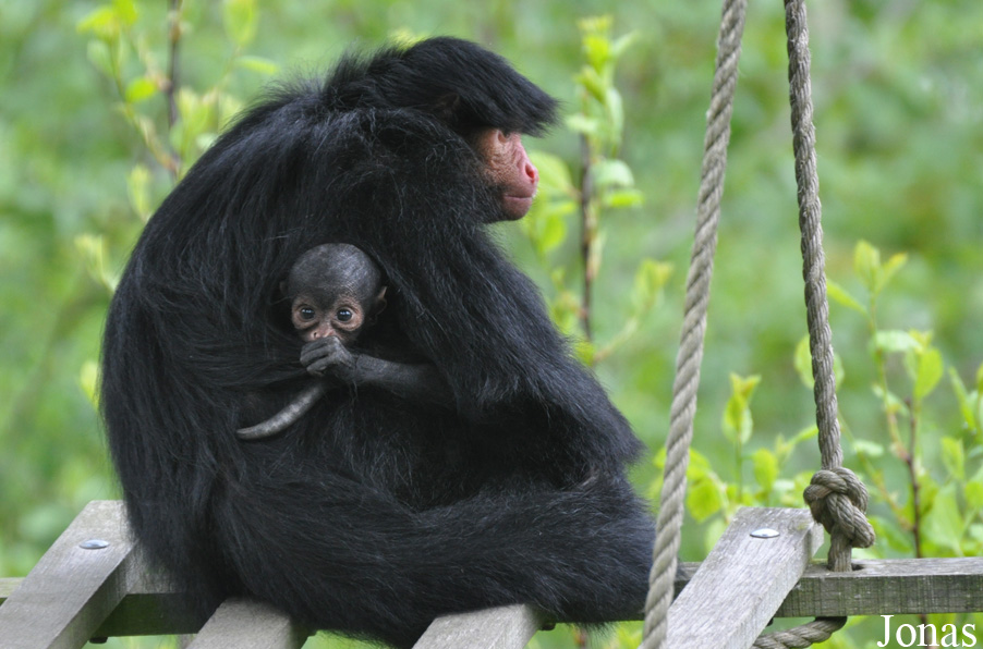 Ateles paniscus