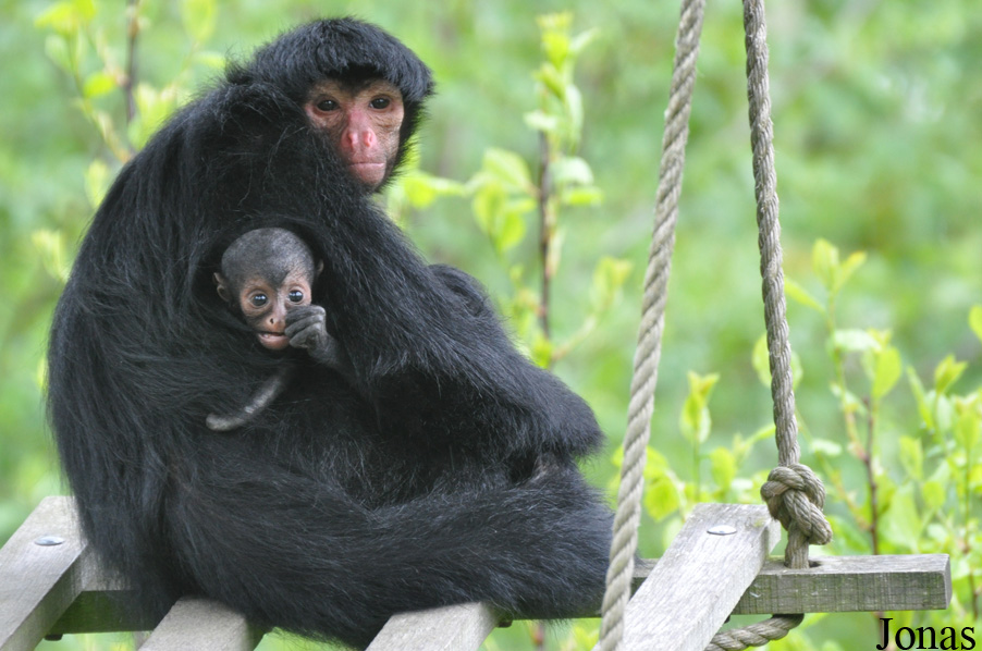 Ateles paniscus