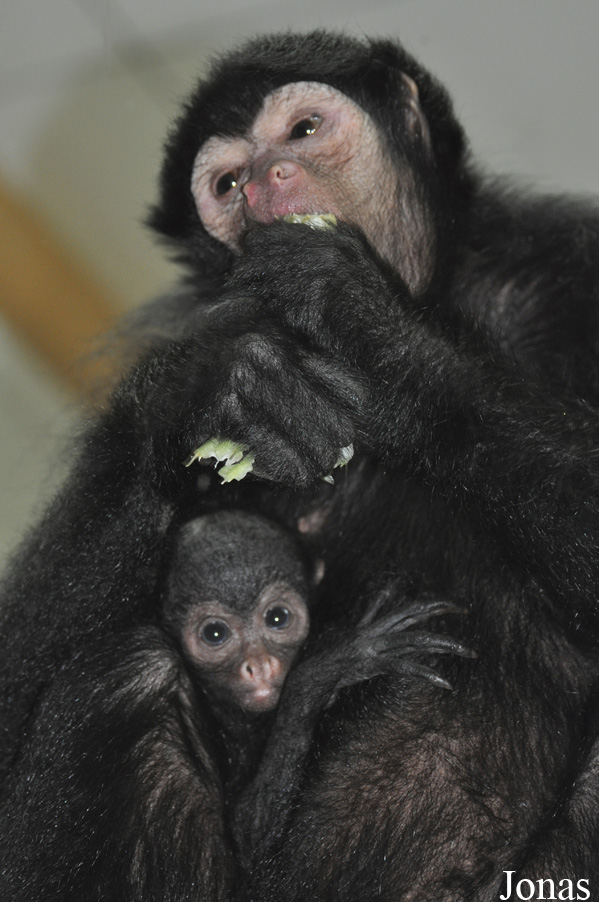 Ateles paniscus