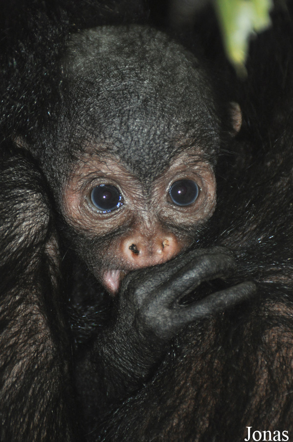 Ateles paniscus