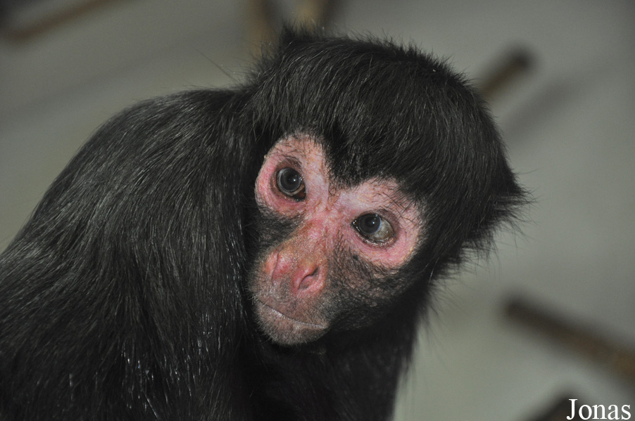 Ateles paniscus