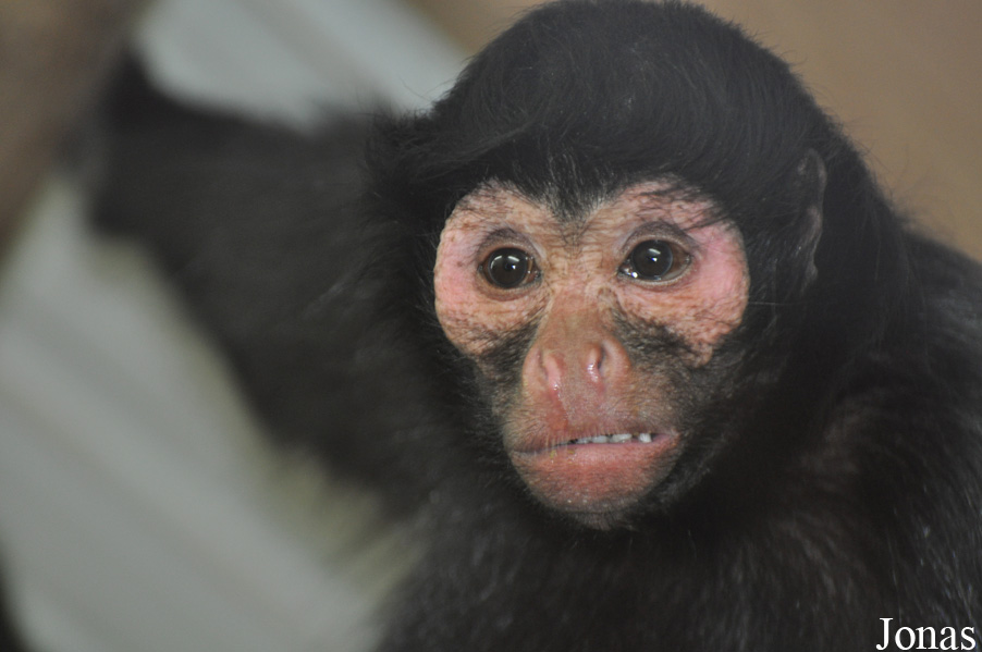 Ateles paniscus