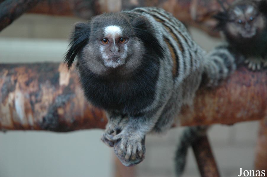 Callithrix penicillata