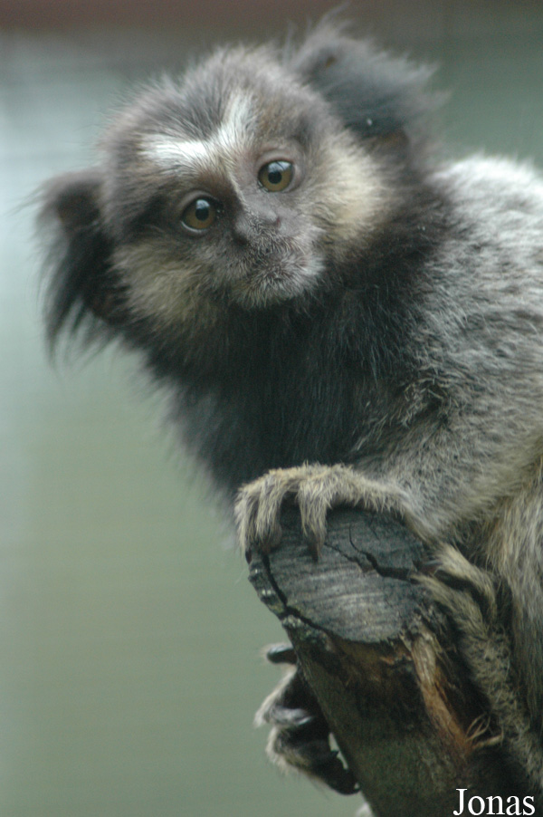 Callithrix penicillata