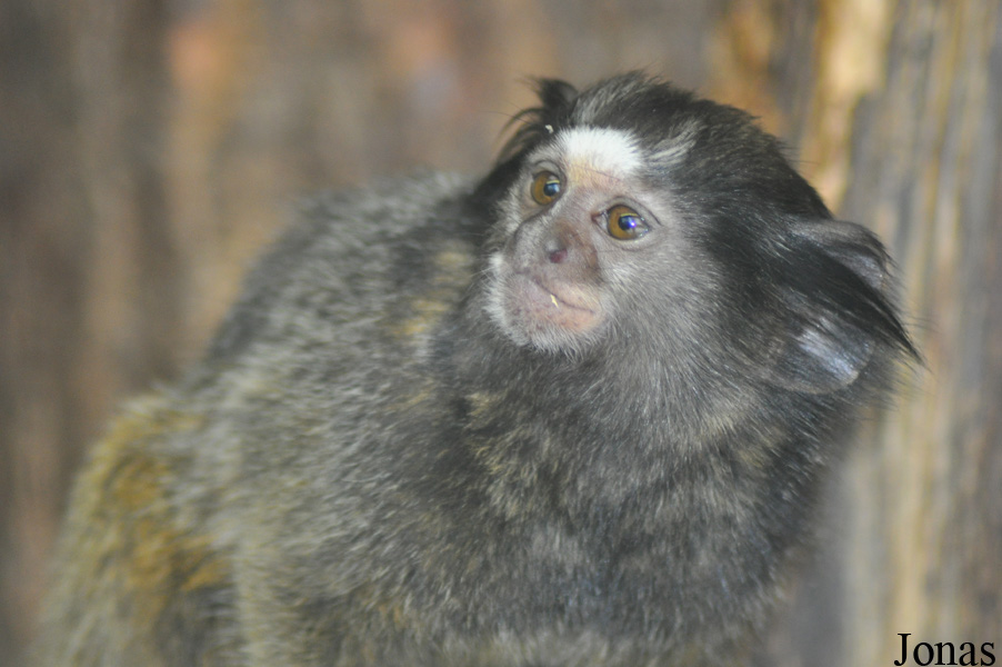Callithrix penicillata