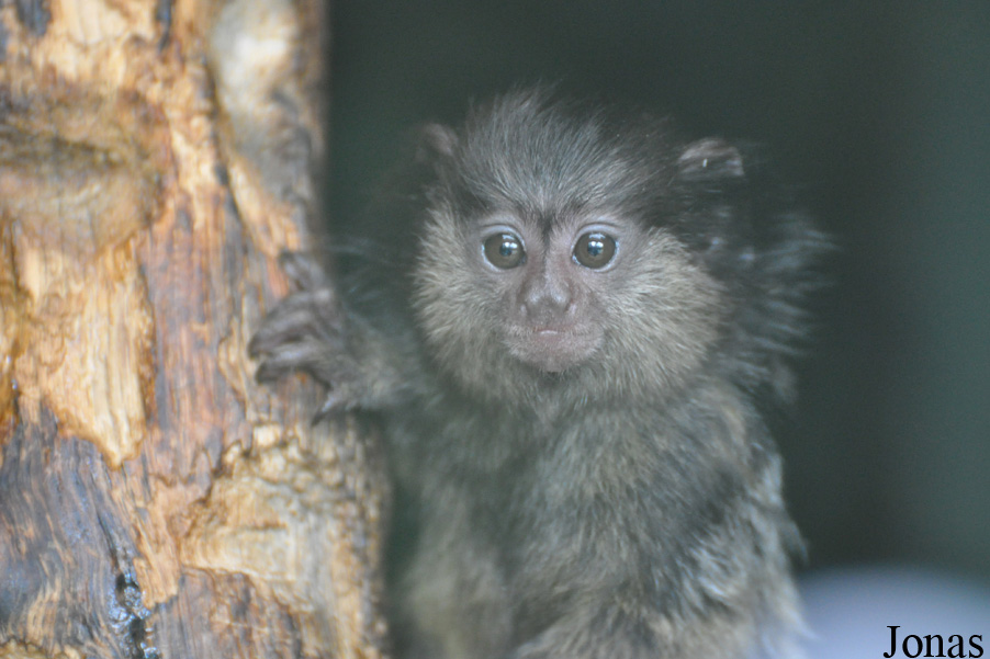 Callithrix penicillata