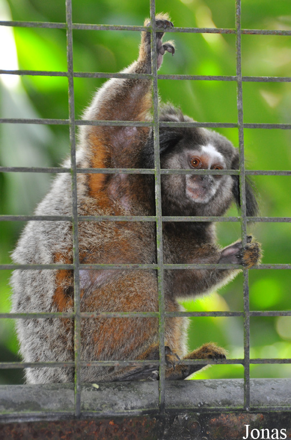 Callithrix penicillata