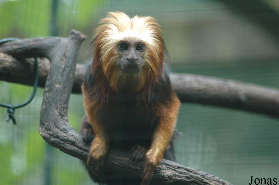Leontopithecus chrysomelas