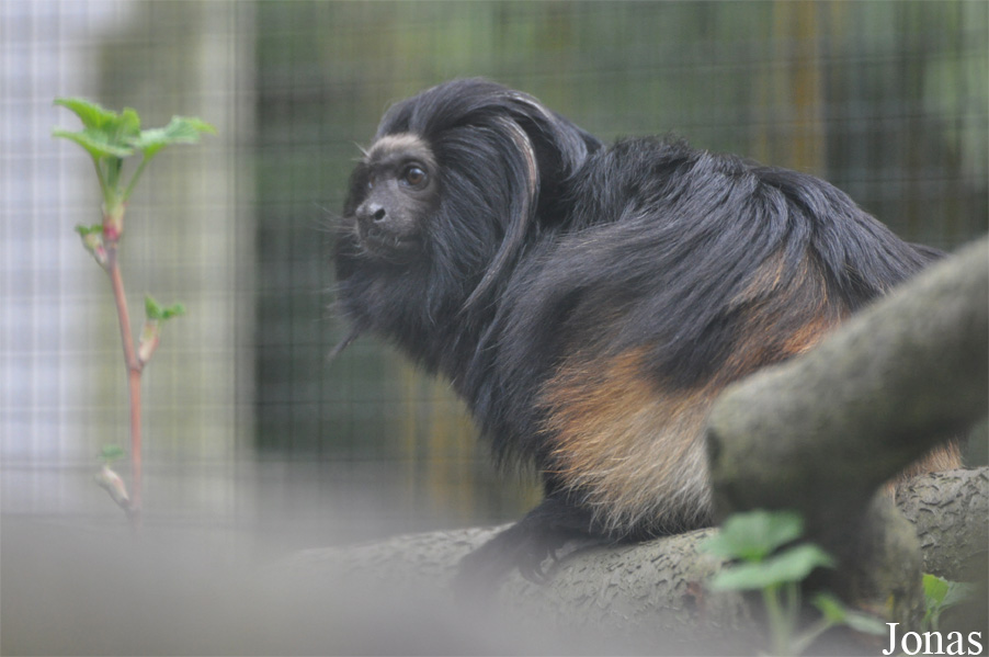 Leontopithecus chrysopygus