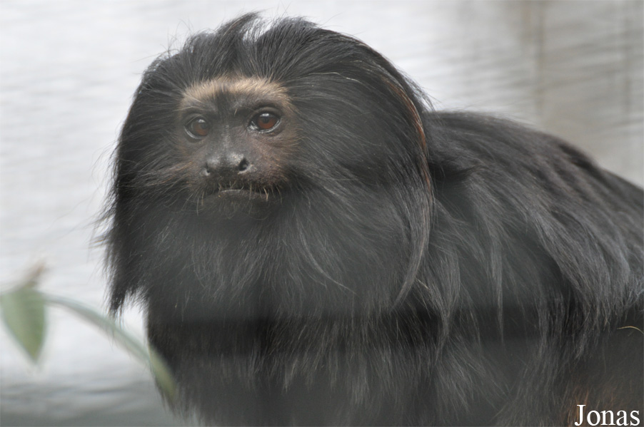 Leontopithecus chrysopygus