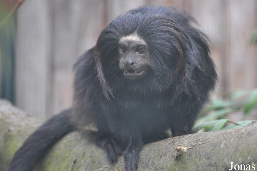 Leontopithecus chrysopygus