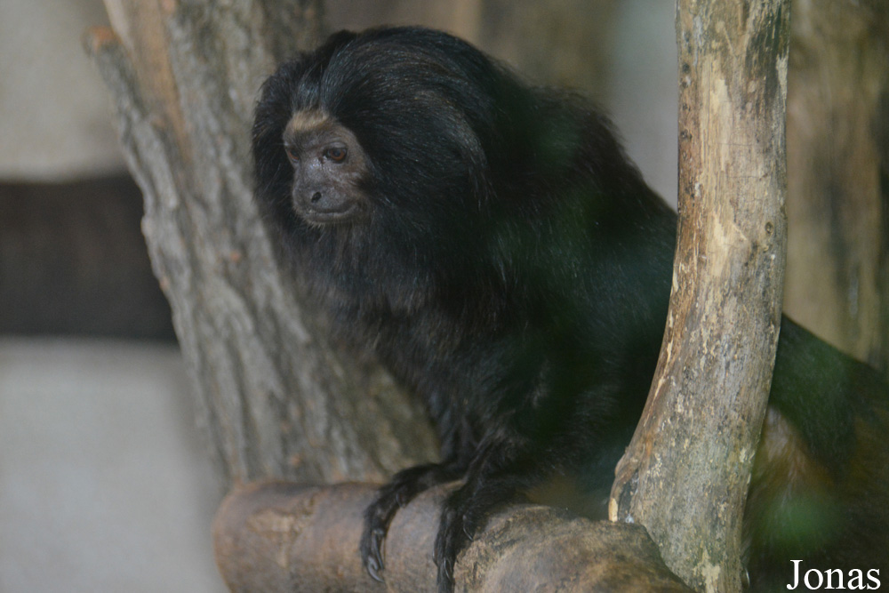 Leontopithecus chrysopygus