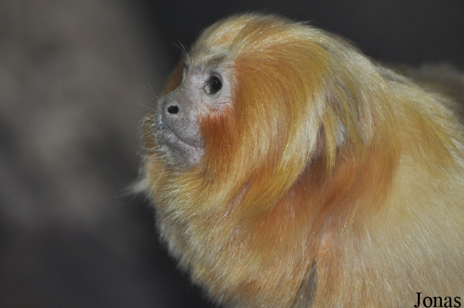 Leontopithecus rosalia