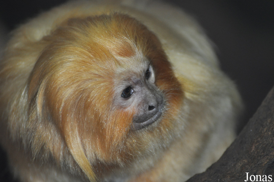 Leontopithecus rosalia