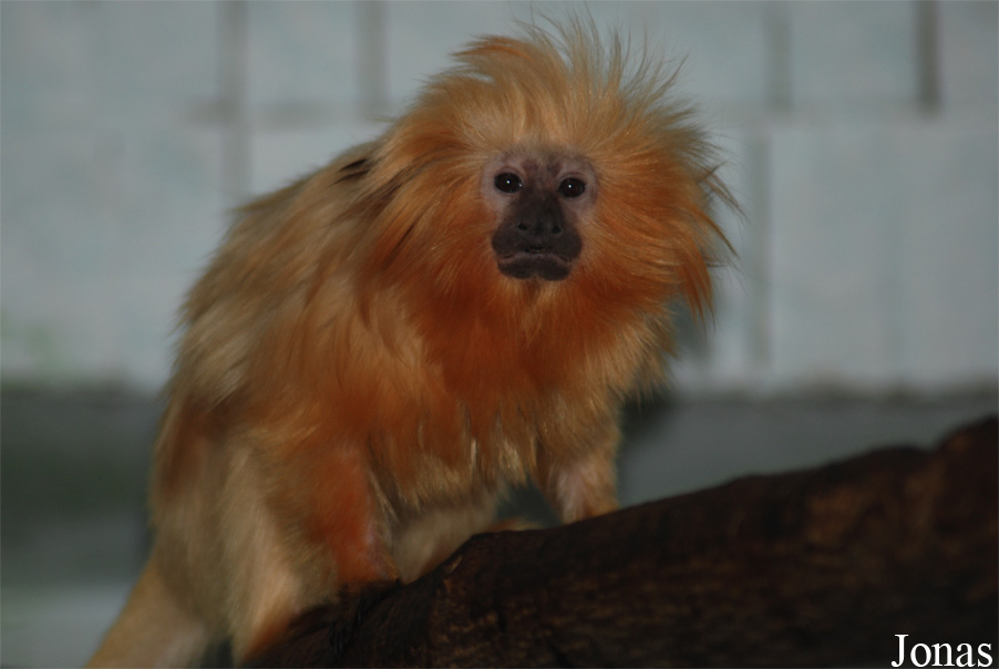 Leontopithecus rosalia