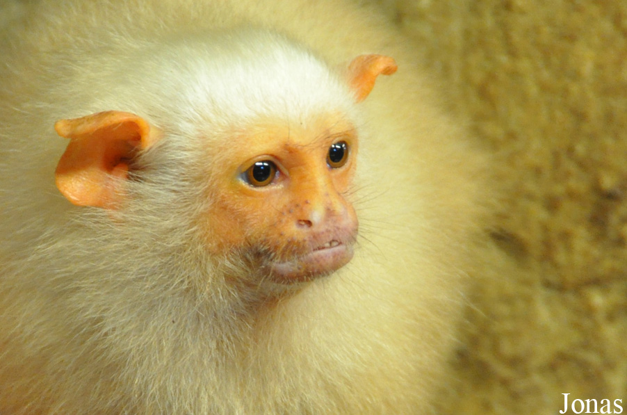 Mico argentatus