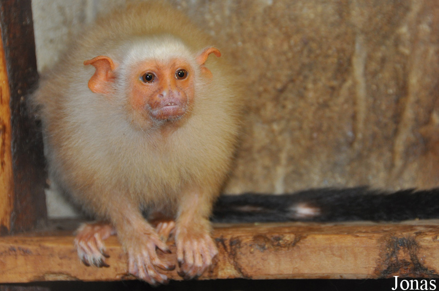 Mico argentatus