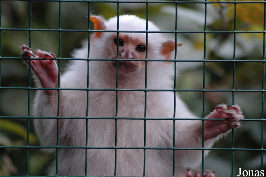 Mico argentatus