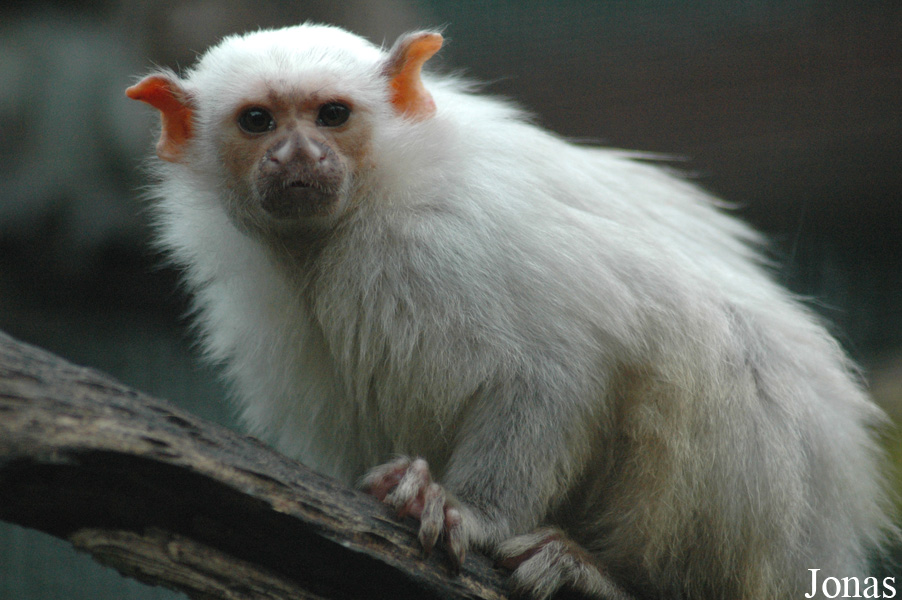 Mico argentatus