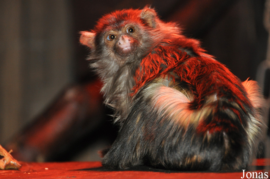 Mico melanurus