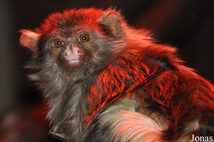 Mico melanurus