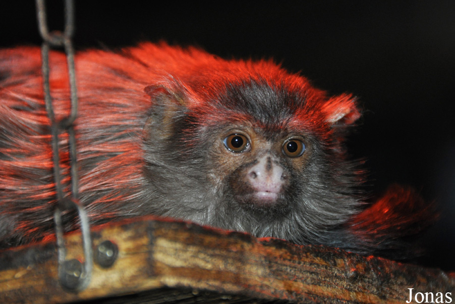 Mico melanurus