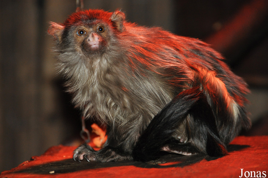Mico melanurus