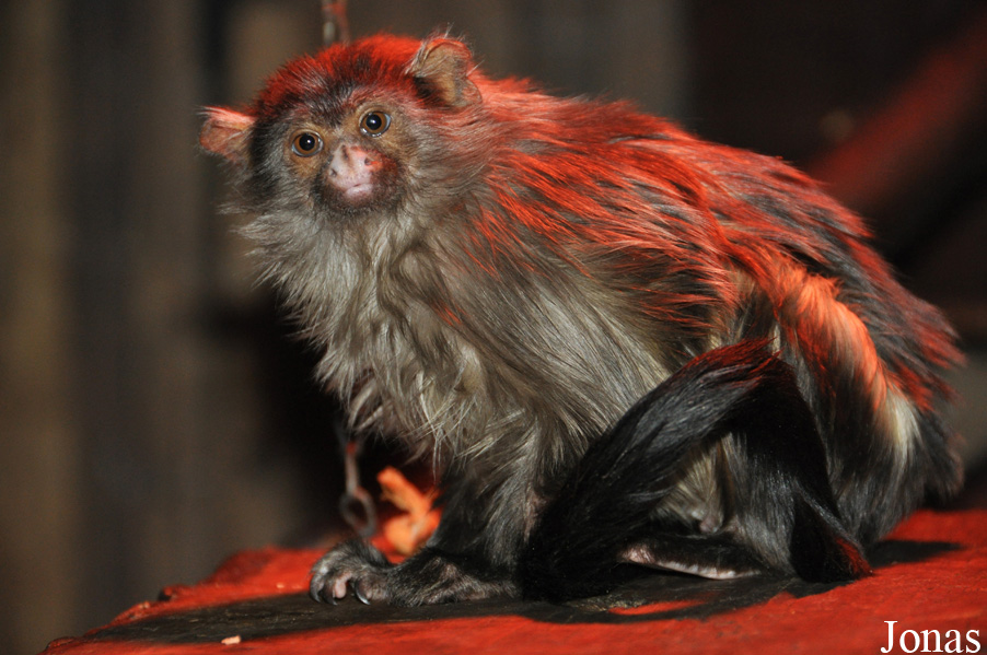 Mico melanurus