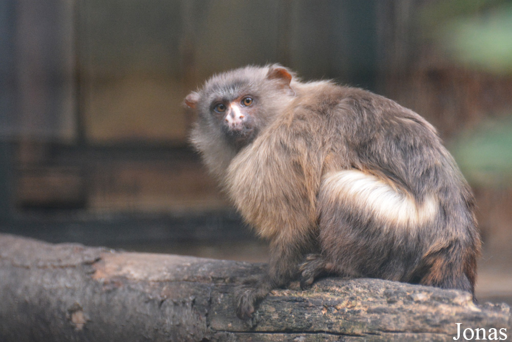 Mico melanurus