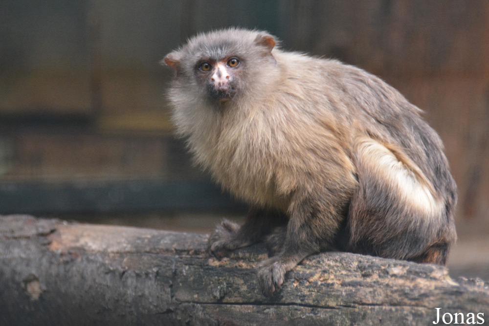 Mico melanurus