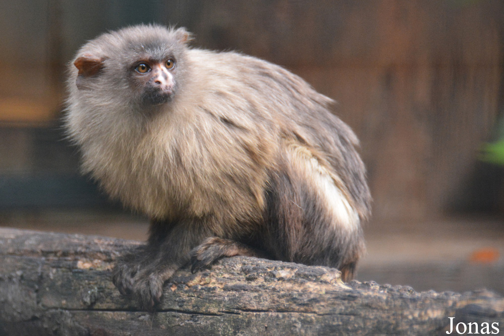 Mico melanurus