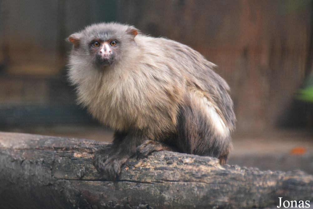 Mico melanurus