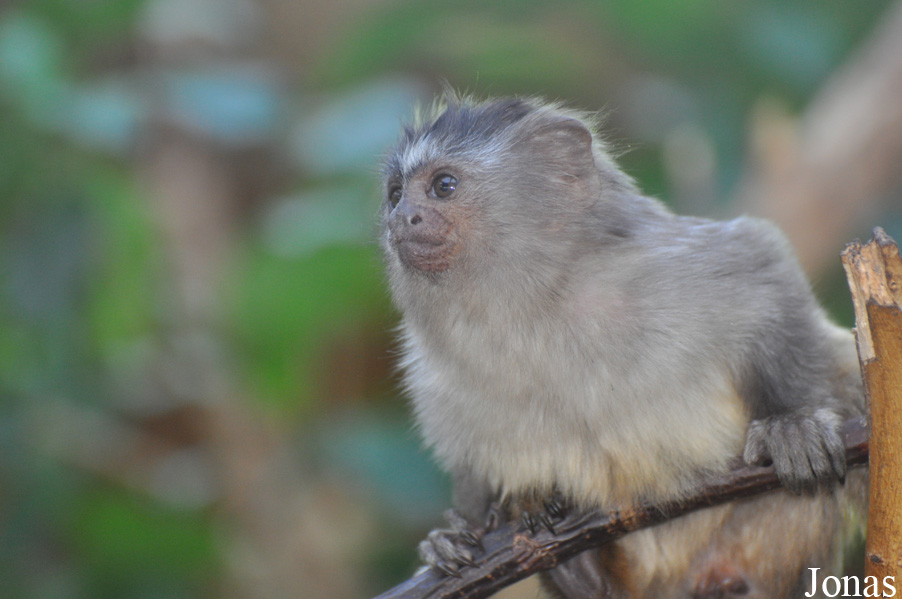 Mico melanurus