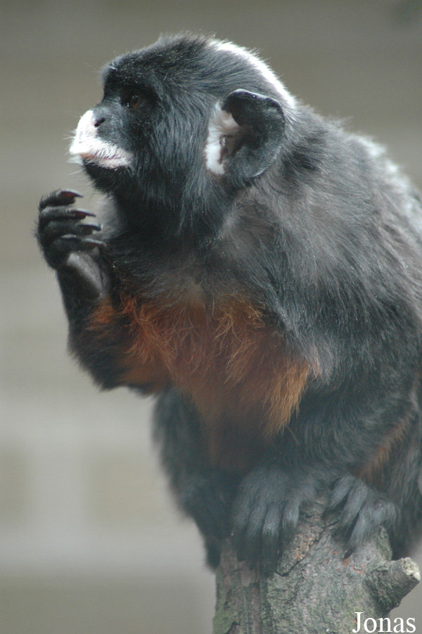 Saguinus labiatus